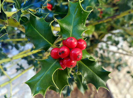 El acebo es pequeño árbol conocido por sus frutos rojos