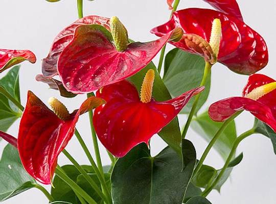 Anturio o anthurium de Viveros Solis