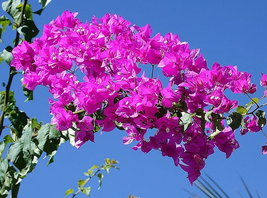 Buganvilla o Bougainvillea en Viveros Solis