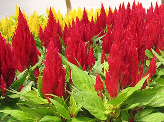 Celosia Plumosa Viveros Solis Asturias