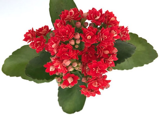 Kalanchoe o Calanchoe planta de flor en Viveros Solis