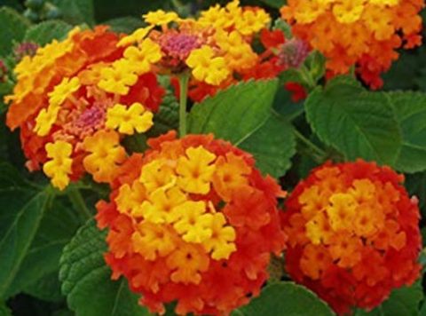 Arbustos - para cierres, ornamentales o con flor - Viveros Solis